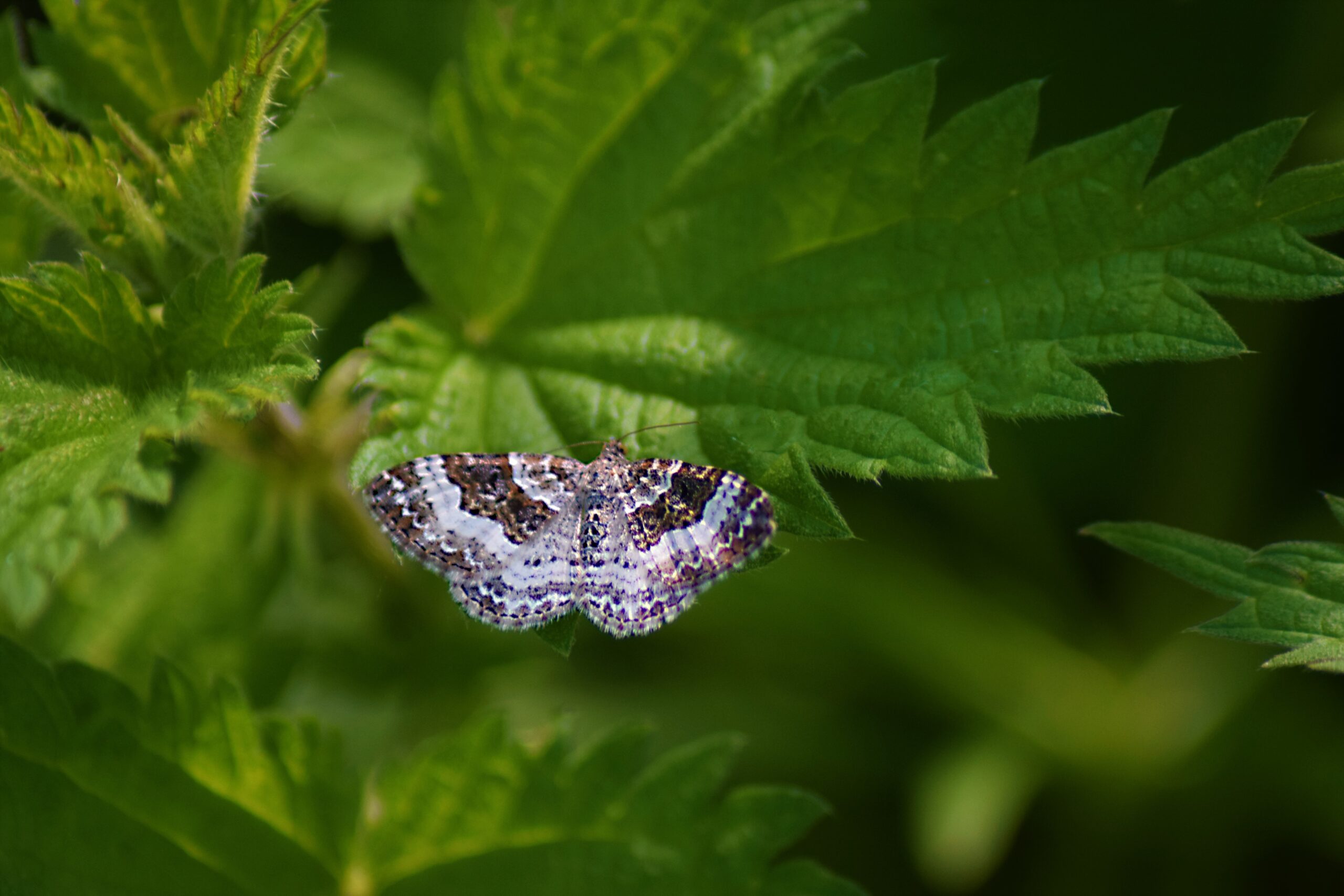 Les lumières de nuit ennemis de la biodiversité