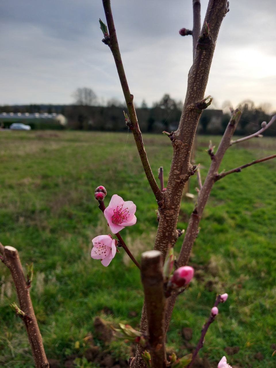 Les premières fleurs