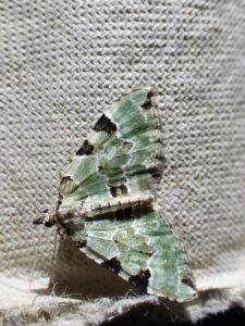 P5310177