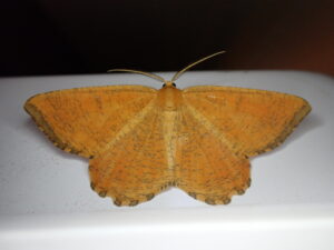 P5310207