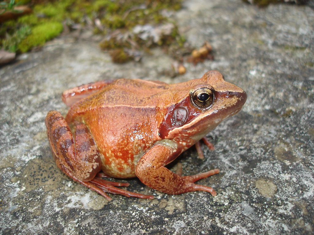 2950753586_93bb1aee32_b