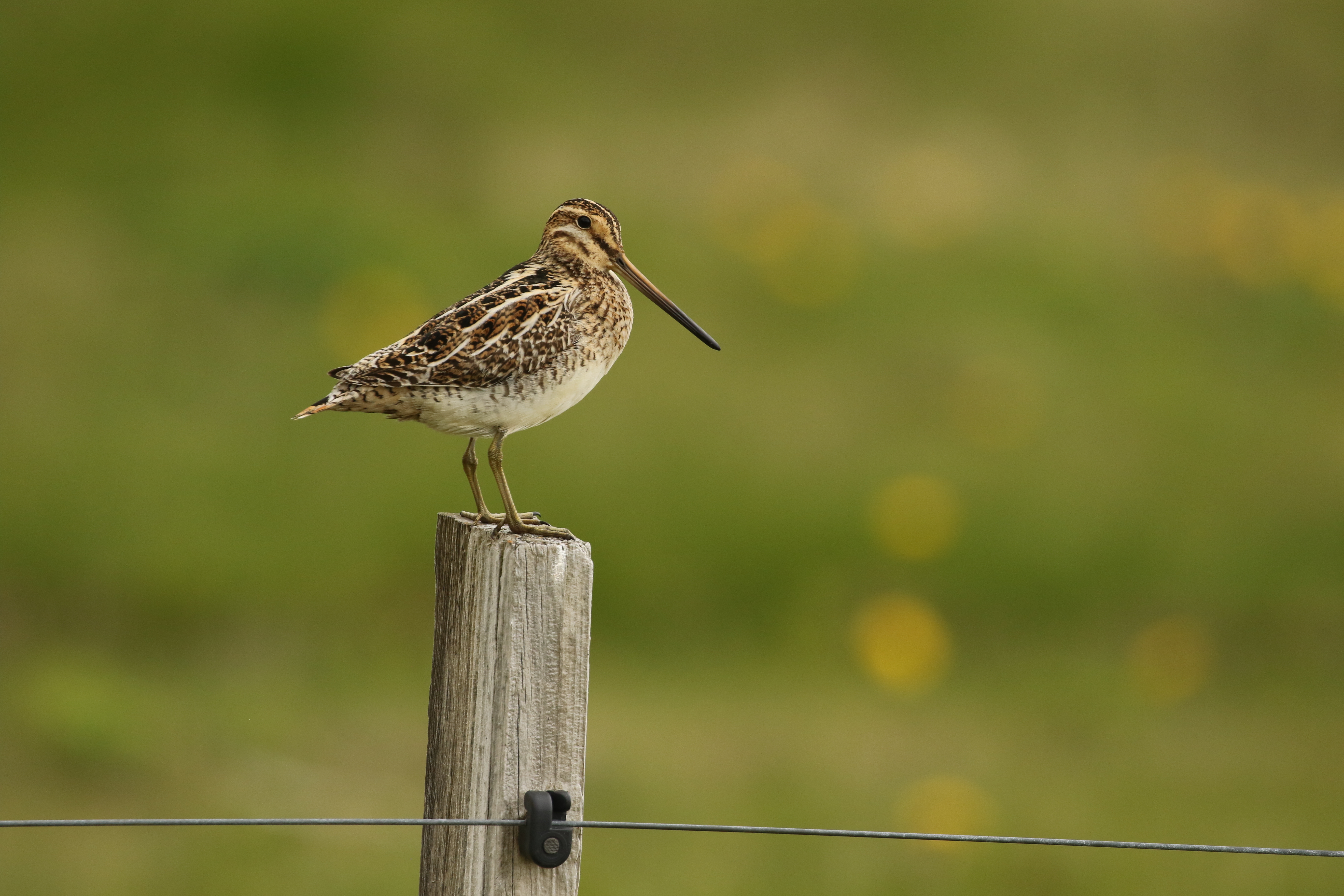 Bécassine des marais_RégisPERDRIAT