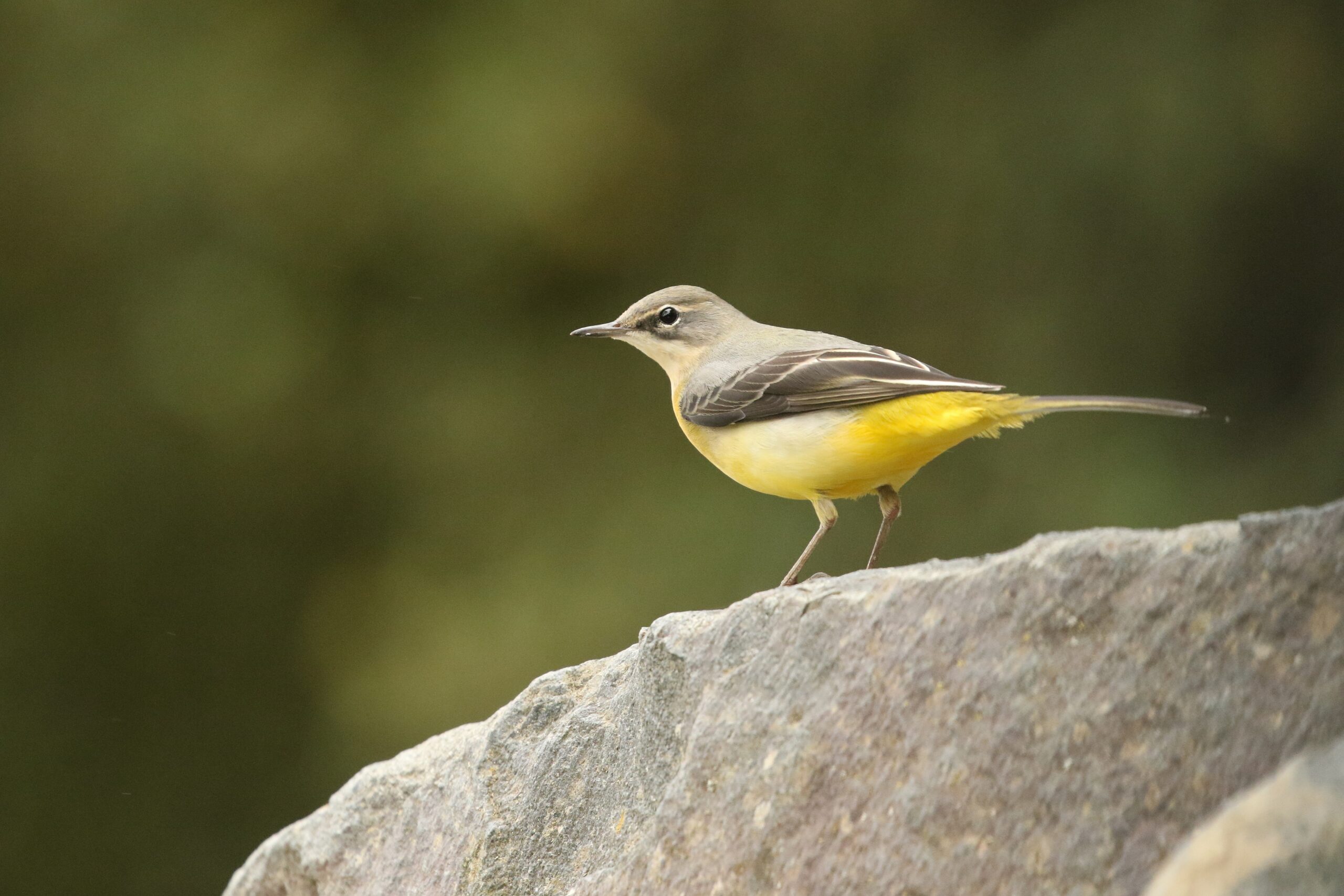 Bergeronnette des ruisseaux©RégisPERDRIAT