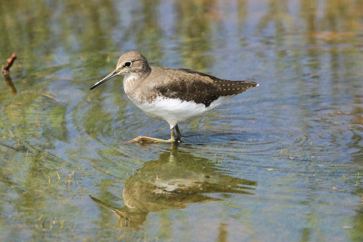 CHEVALIER_CULBLANC_©REGIS_PERDRIAT