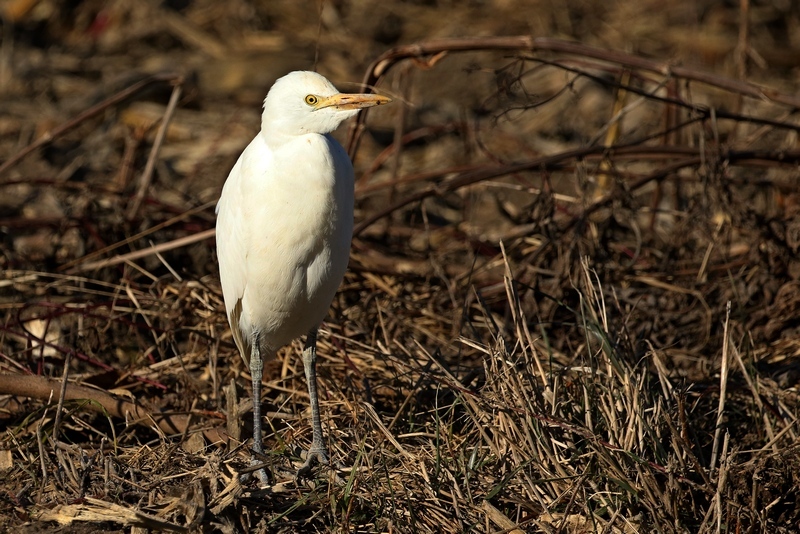 Héron garde-boeufs_©RégisPERDRIAT