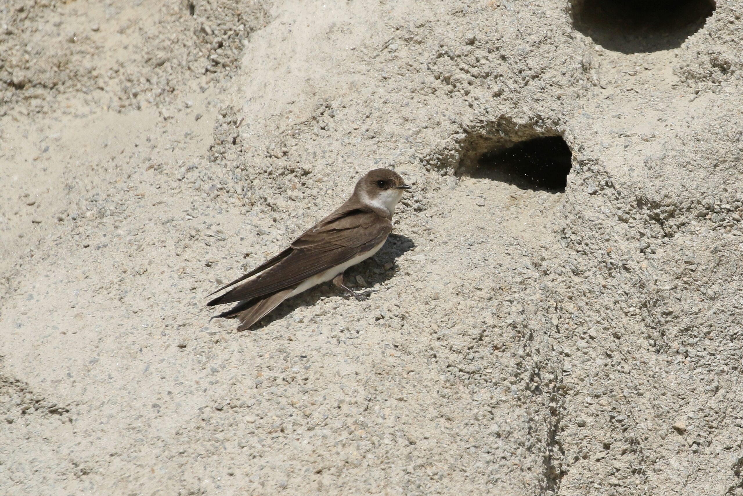 Hirondelle de rivage_©RégisPERDRIAT (3)