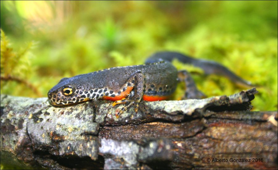 Ichthyosaura-alpestris-