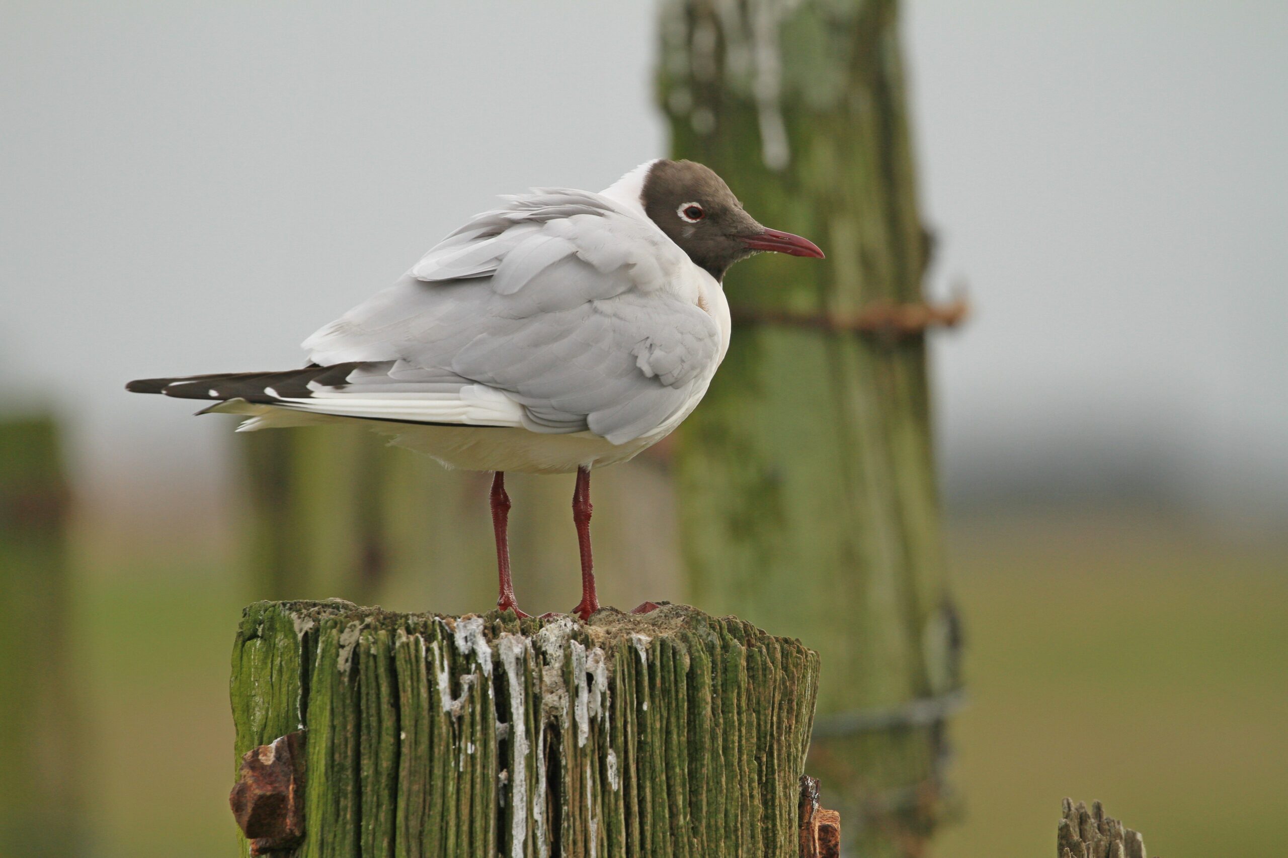 Mouette rieuse