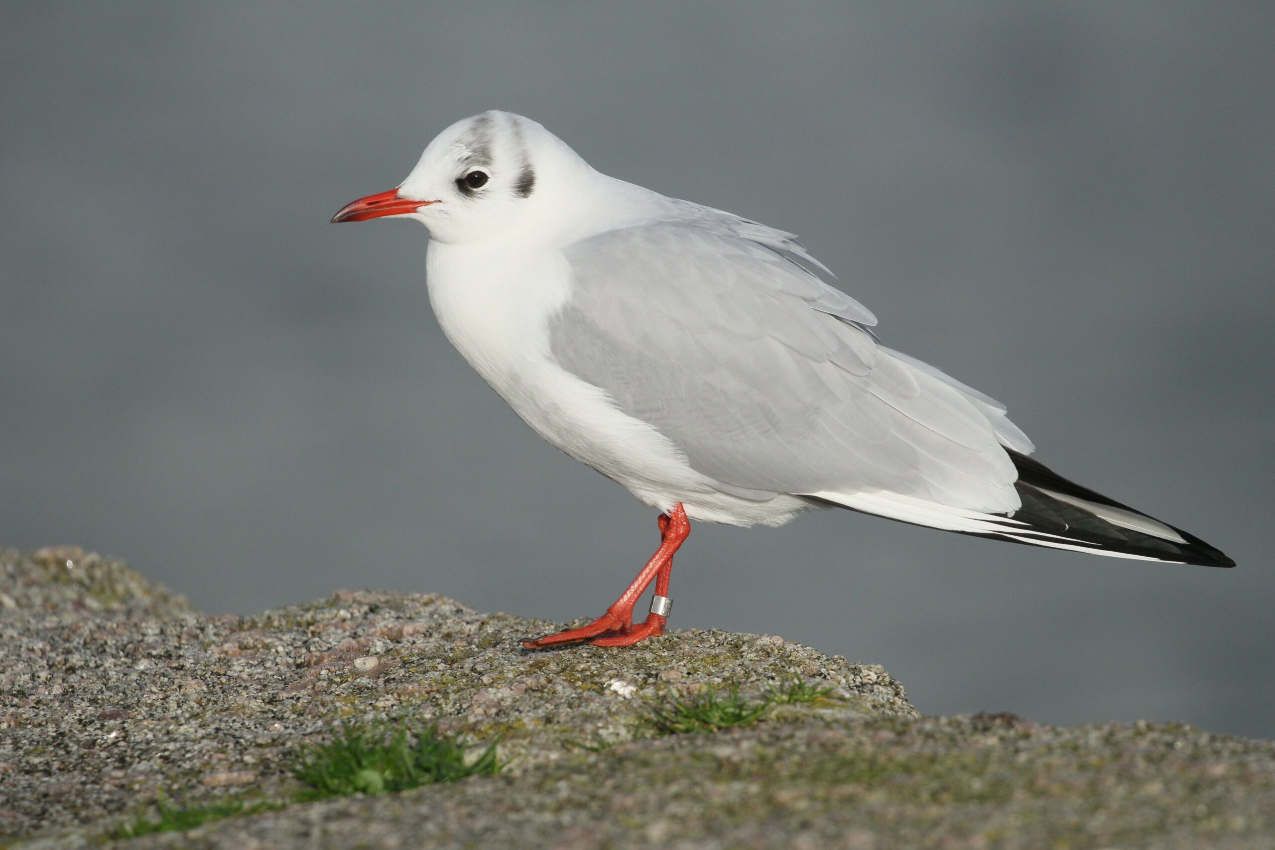 Mouette rieuse2